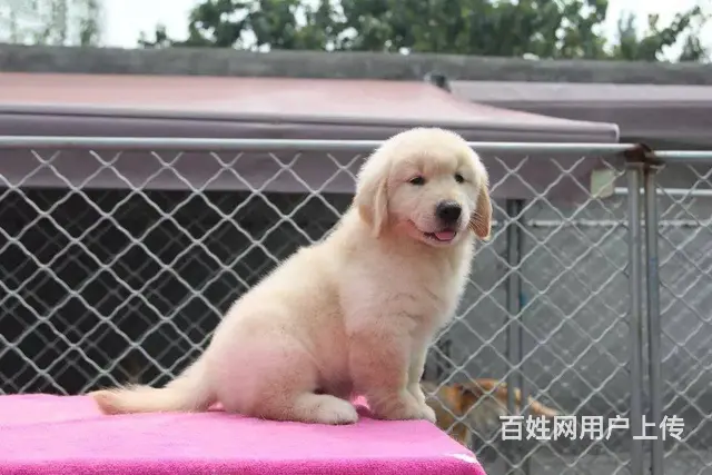 可爱金毛幼犬 保纯种 三针疫苗齐全 健康血统有保障 - 图片 7
