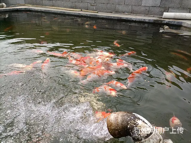 自家养殖的红白锦鲤 - 图片