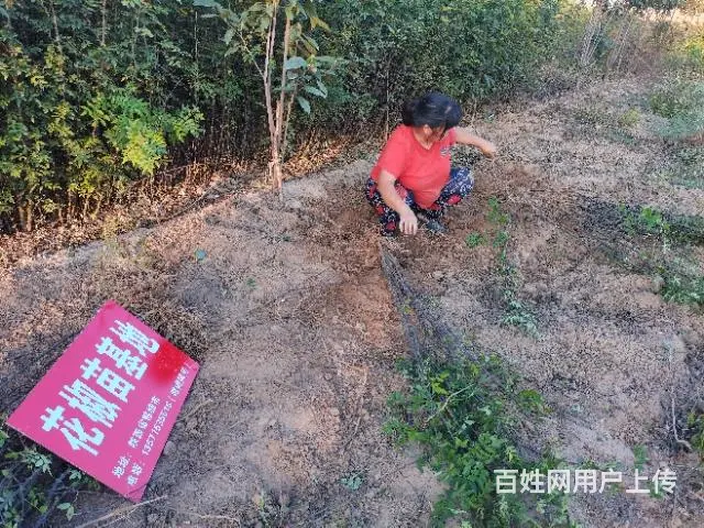 陕西韩城哪里批发大红袍狮子头花椒树苗基地 - 图片 3