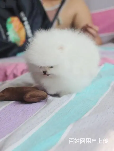 纯种博美犬多少钱 哈多利球体博美 直销精品博美 - 图片 6