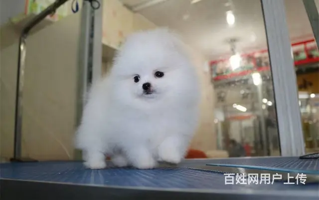 现在哪有卖博美犬的 博美犬都有多少钱的 - 图片 1