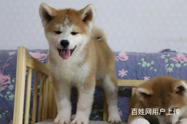 出售赛级日系秋田幼犬-高品质-纯种健康 - 图片 3