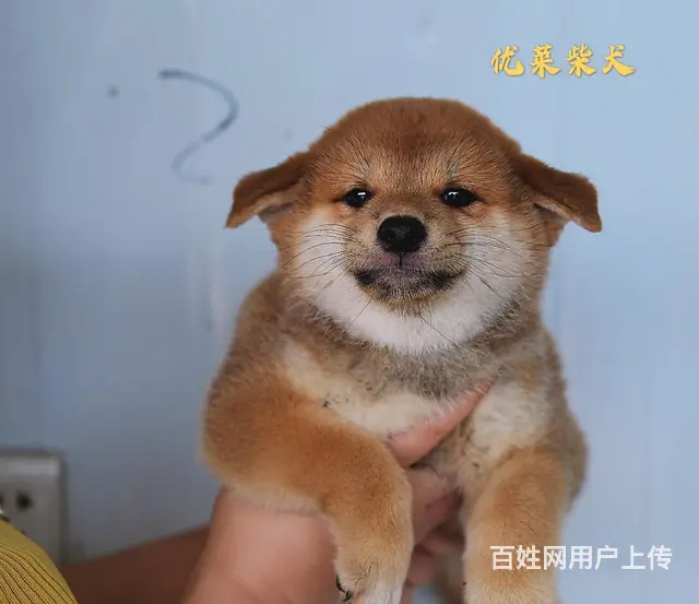 崇左正规柴犬犬舍（优莱柴犬），欢迎来电咨询 - 图片 2