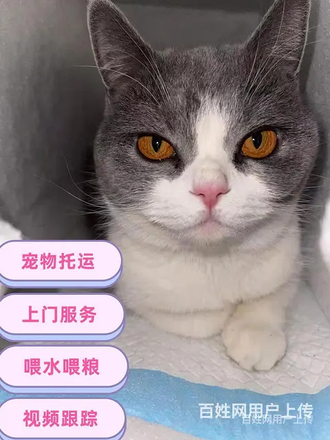 2022百色（猫狗）快递托运（宠物活体运输新*闻） - 图片 4