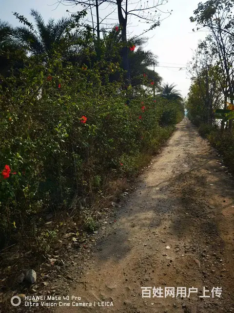 农场土地出租 - 图片 3