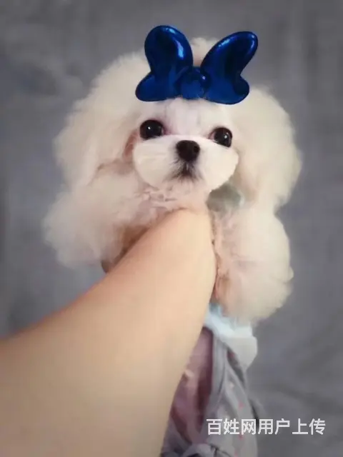 马尔济斯出售 那里有卖马尔济斯幼犬的 - 图片 2