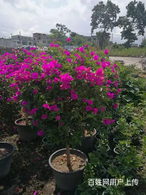 贵州草花贵州草坪贵州苗木贵州花卉批发 - 图片 6
