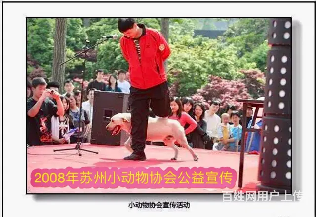 连锁学校训犬有保障，创造训犬训狗客户满意度 - 图片 4