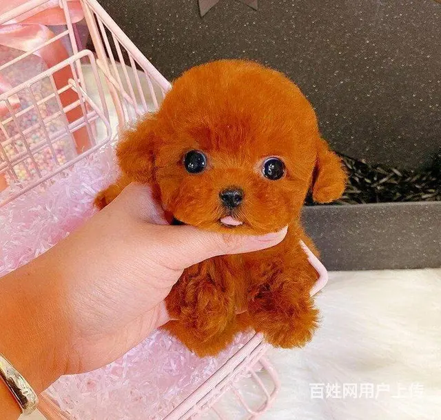 出售精品泰迪幼犬疫苗齐全多只可选 - 图片 10