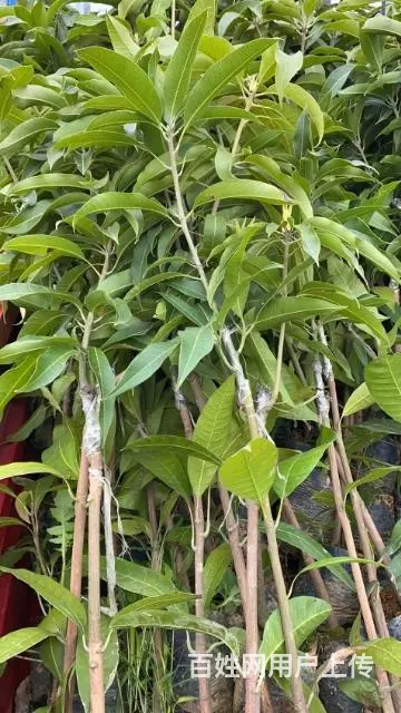 专业供应各种芒果树苗以及其他水果树苗 - 图片 6