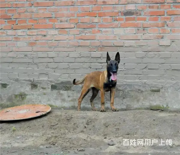 中卫宠物店店主卖现货马犬幼犬 马犬幼犬多少钱一只 - 图片 6