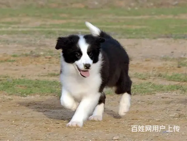 哪里有边境牧羊犬 边牧多少钱一只 纯种边牧多少钱 - 图片 8