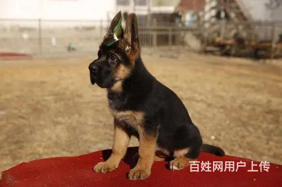 锤系德牧血统 德国牧羊犬 德牧幼犬 签合同保健康 - 图片 7