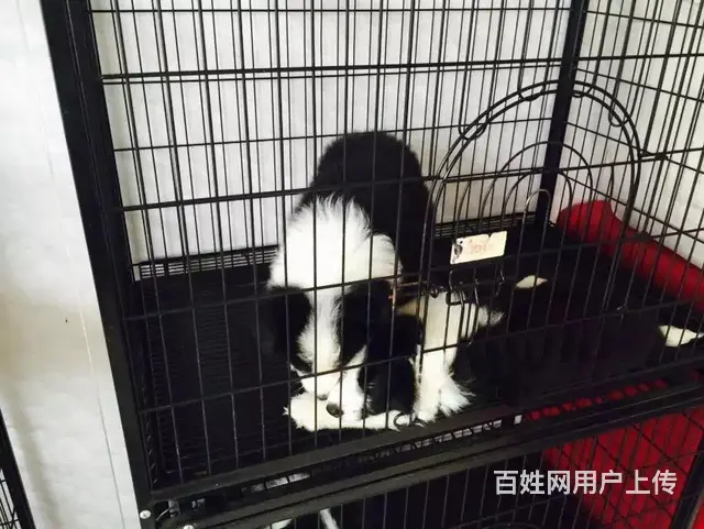 辽阳上哪可以看到边牧犬舍，边牧犬舍地址位置 - 图片 1