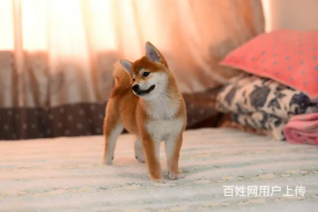 中卫哪里有高品质纯种柴犬幼犬出售 自家犬舍繁育 购 - 图片 6