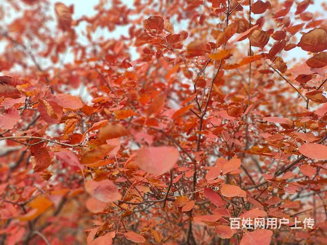 找个过日子的 - 图片 1