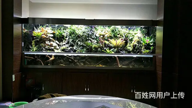 专业养护公司，家庭，大型工程鱼缸，兼卖鱼缸 - 图片 12