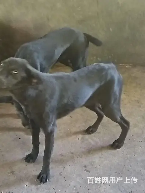 没有时间养出售两只拉布拉多犬价格可谈 - 图片 2