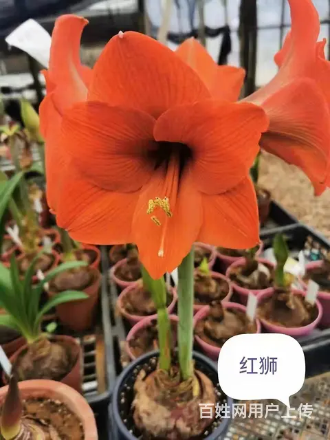 云南昆明美旗花卉基地批发鲜花满天星玫瑰向日葵各种草 - 图片 6