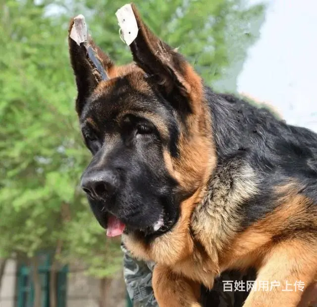 德牧 锤系德牧黑神，大头德牧。纯种健康 - 图片 7