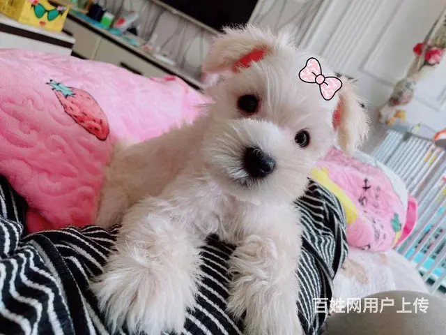 雪纳瑞 - 图片
