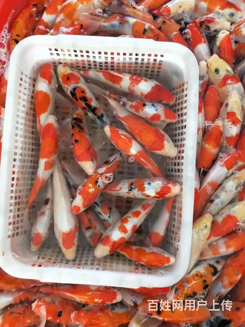 【观赏鱼批发中心】锦鲤鱼，金鱼，热带鱼，批发零售 - 图片 11