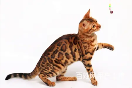 哪里有卖孟加拉豹猫的 疫苗齐全 温顺黏人 保证健康 - 图片 4