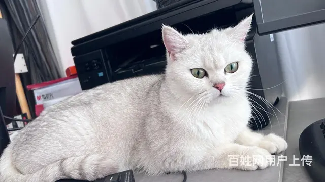 超级漂亮的银渐层和布偶猫的小崽崽，柔软、细腻、温顺 - 图片 11