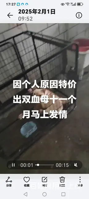 出售法牛 - 图片