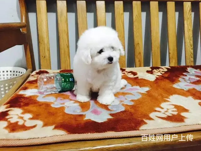 辽阳哪儿有卖比熊的宠物店，宠物店本地地址 - 图片 4