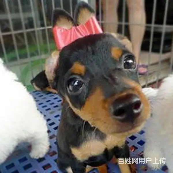 六安哪里什么地方有卖小鹿犬 小鹿犬高品质幼犬 - 图片 8