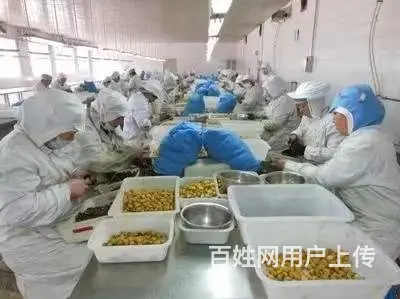 新西兰出国打工需要多少钱，建筑工司机农场工厂普工 - 图片 5