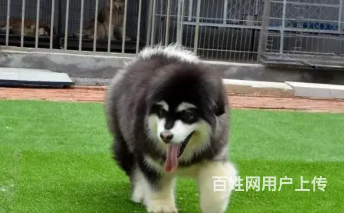 承德阿拉斯加怎么卖 阿拉斯加价格 保健康 - 图片 6