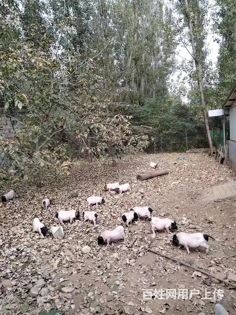 低价处理巴马香猪！藏香猪！（含种猪） - 图片 1