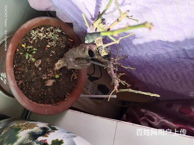 家里花太多了，有喜欢的可以电联电话联系 - 图片 10