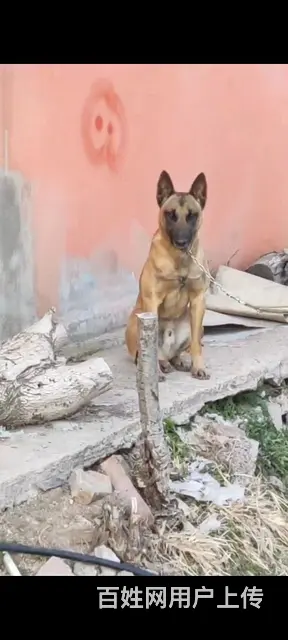 老血马犬出售 - 图片 5