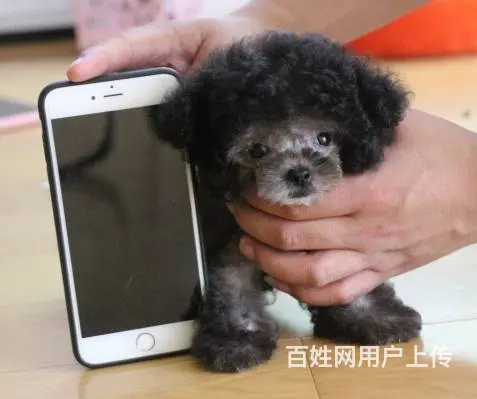 灰色泰迪 茶杯玩具泰迪犬可爱至极购买签协议 - 图片 8