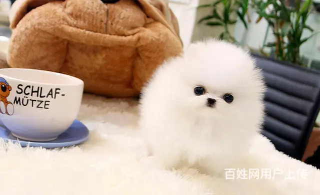 北京小体俊介博美犬出售 茶杯犬 纯白色博美犬多少钱 - 图片 2