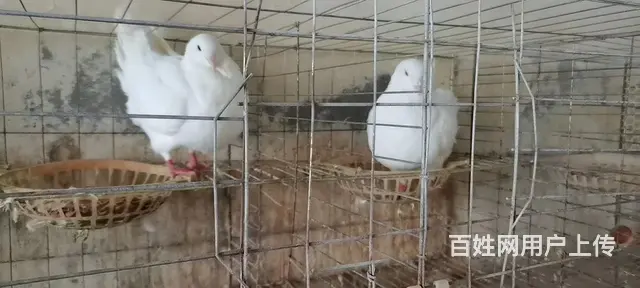 低价出售元宝鸽 - 图片 6