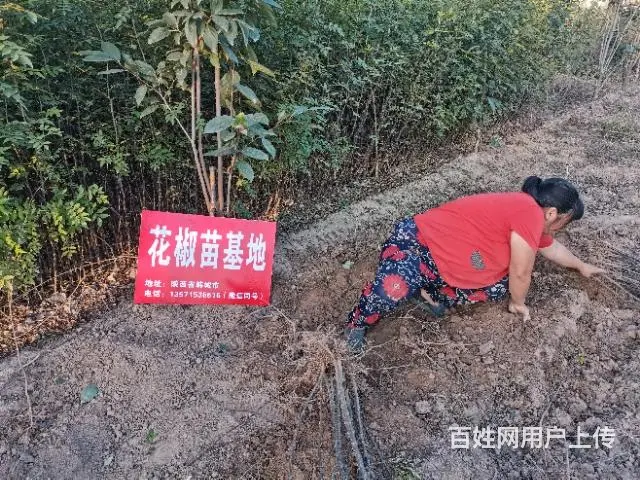 陕西韩城哪里批发大红袍狮子头花椒树苗基地 - 图片 1