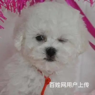 纯种比熊犬业 赛系比熊幼犬 保健康签协议 - 图片 5