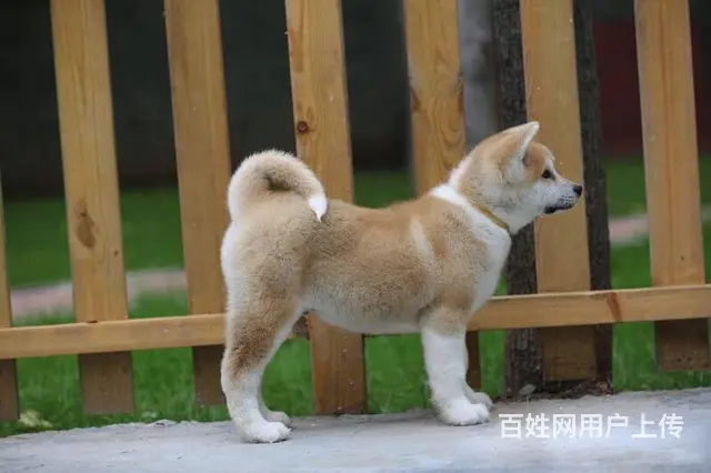 纯种秋田 健康有保障可签协议带证书 - 图片 5
