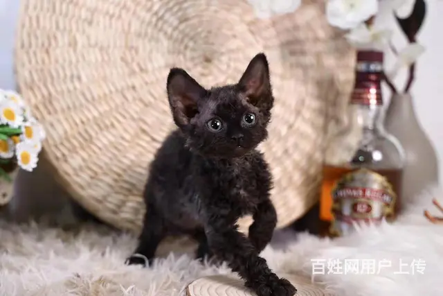 哪里有卷毛猫卖的 双血统卷毛猫多少钱 - 图片 3