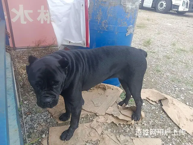 成年卡斯罗 - 图片 1
