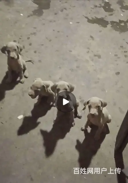 威玛猎犬两个月一针疫苗两次驱虫 - 图片