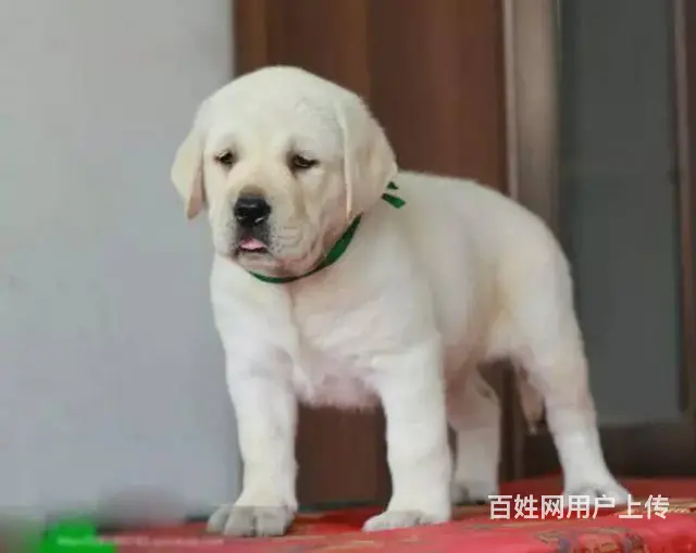 精品拉布拉多，国际血统品质保障，签署合同质保 - 图片 10