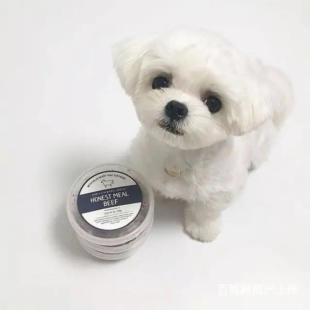 广州纯种马尔济斯犬价格 狗舍直销 包纯种健康签协议 - 图片 4