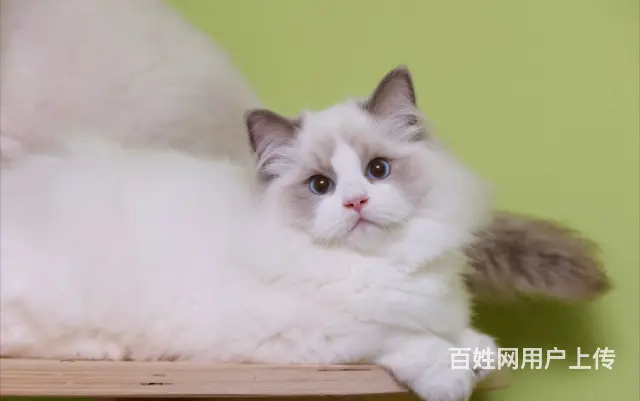哪里有卖布偶猫的 网红仙女喵 蓝双海双均有 - 图片 4