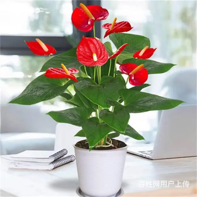 苏州苏小朵绿植租赁 盆栽绿植出租 基地直接配送 - 图片 6