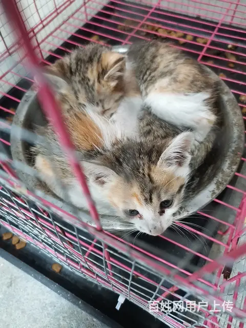 土猫家猫 - 图片